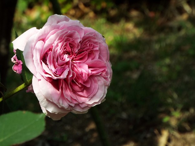 DSCF0368