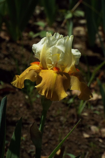 DSCF0487
