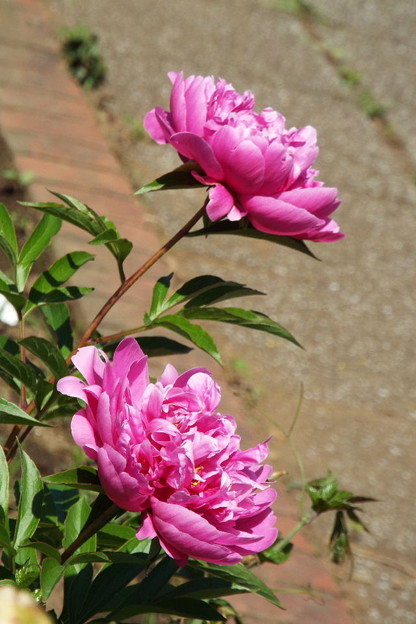 DSCF0564