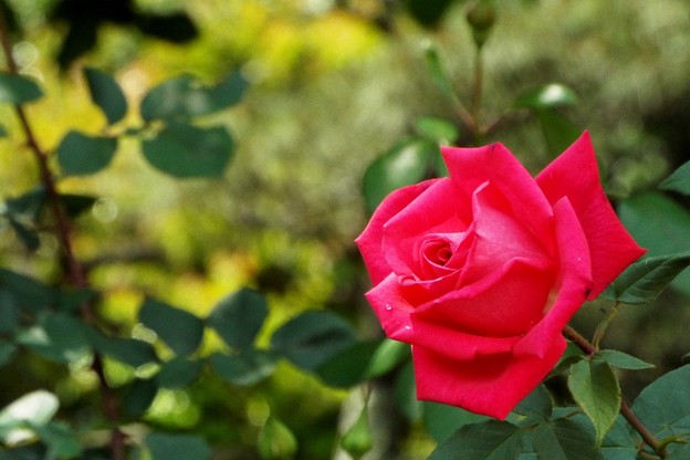 DSCF0132