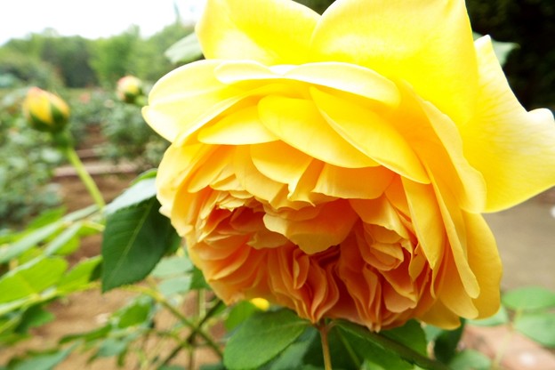 DSCF0281