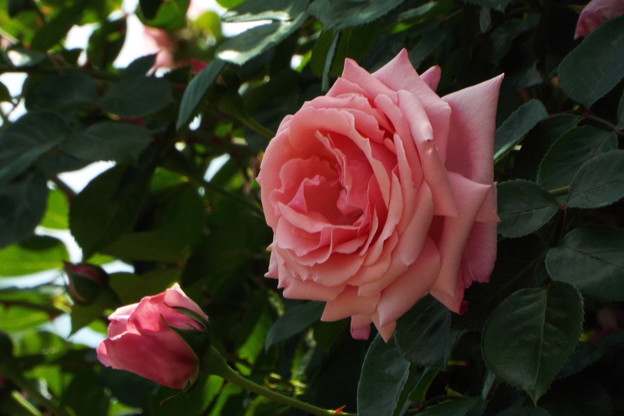 DSCF0341