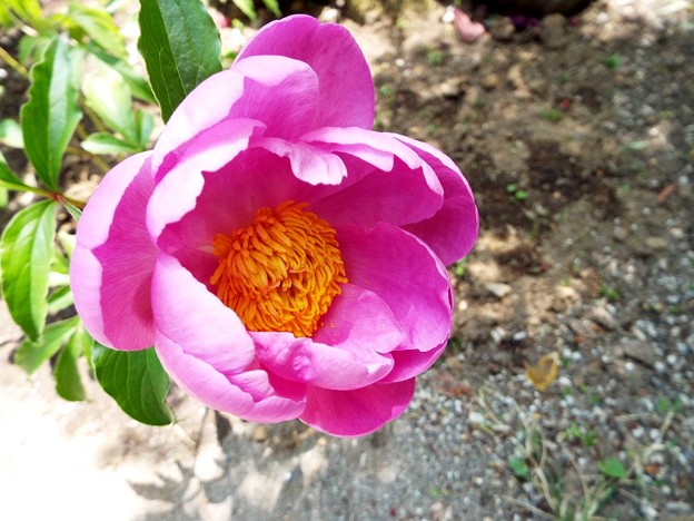 DSCF0026