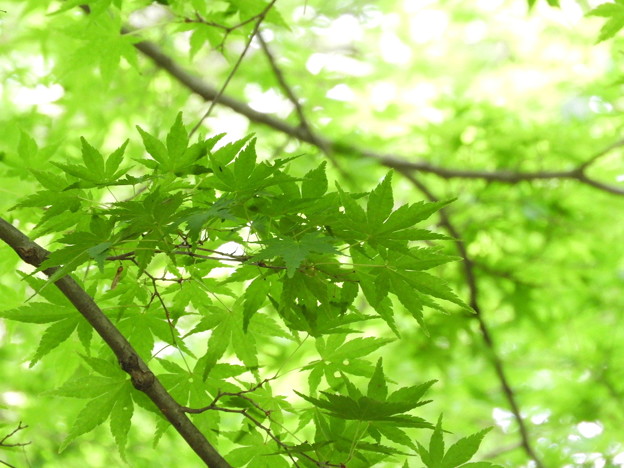 DSCN0634