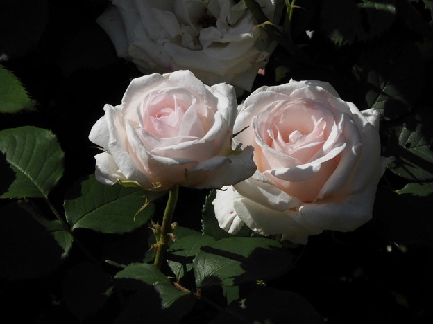 DSCN0327
