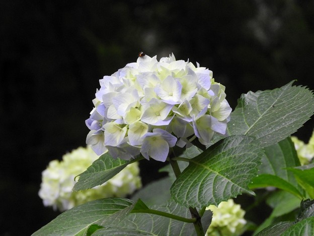 DSCN0141