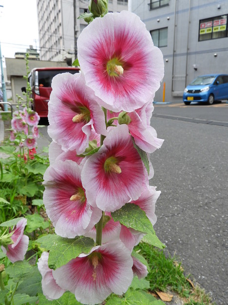 DSCN0432