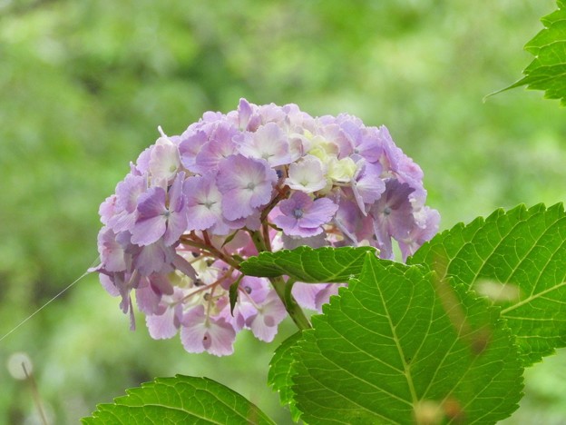 DSCN0423