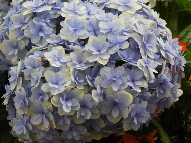 DSCN0864