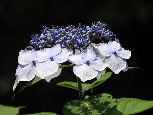 DSCN0239