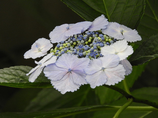 DSCN0527