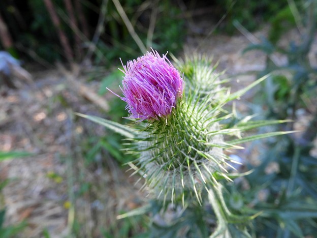 DSCN0026