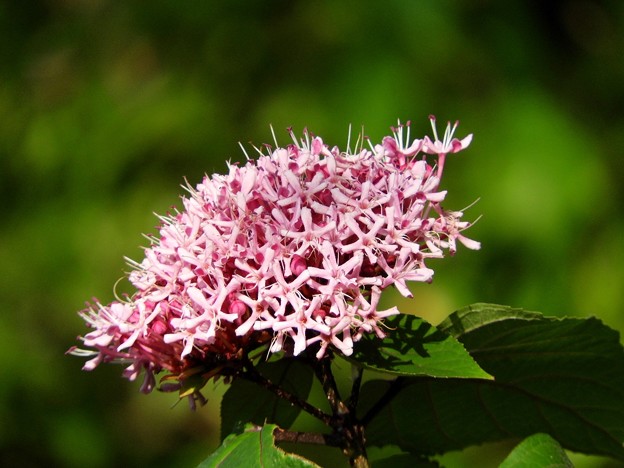 DSCN0170