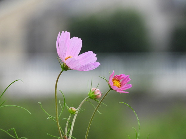 DSCN0421