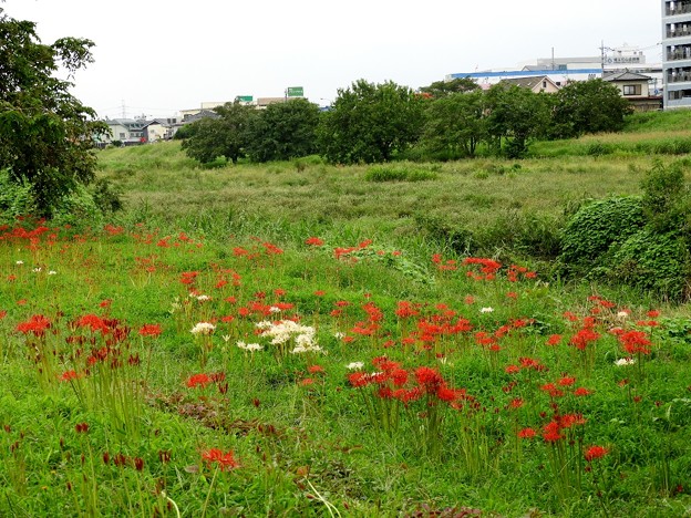 DSCN0470