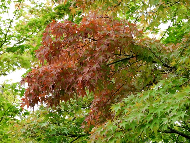 DSCN0564