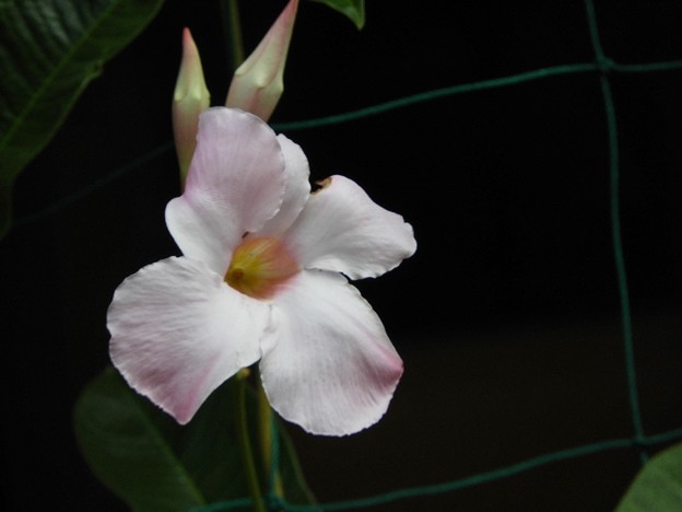 DSCN0300