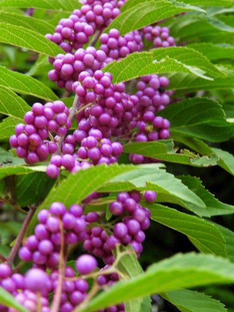 DSCN0093