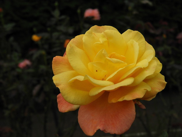 DSCN0195