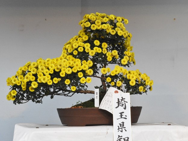 DSCN0448