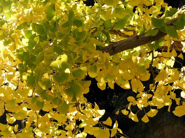 DSCN0065
