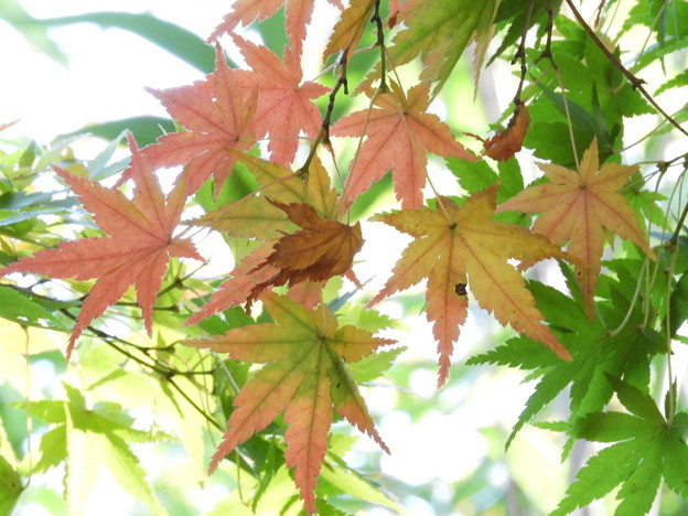 DSCN0158