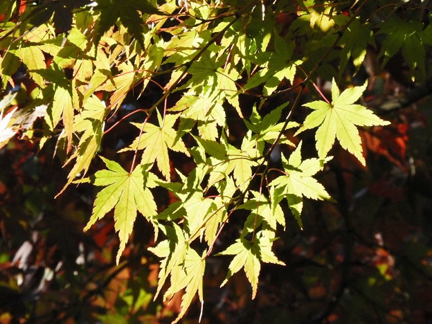 DSCN0382