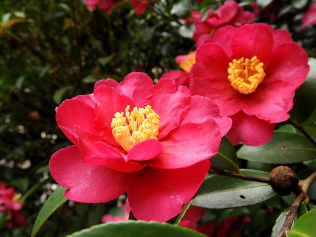 DSCN0026