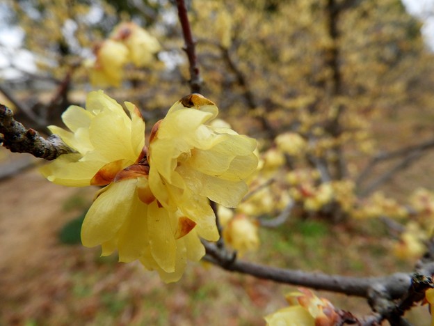 DSCN0083