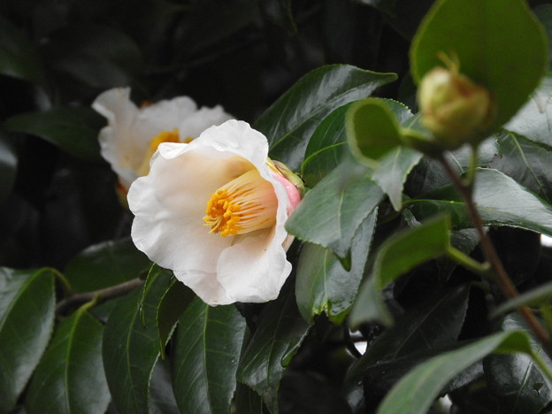 DSCN0115