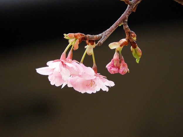 DSCN0235