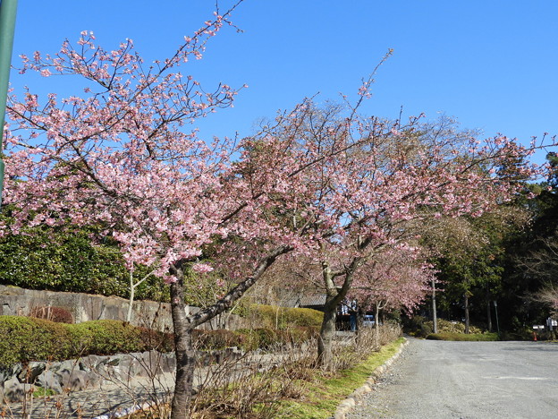 DSCN0231