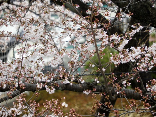 DSCN0016