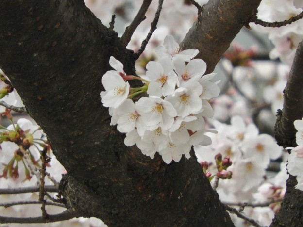 DSCN0035