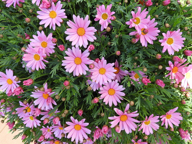 DSCN0171