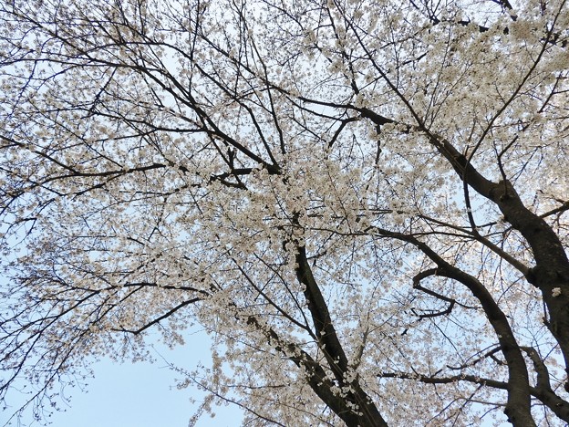 DSCN0133