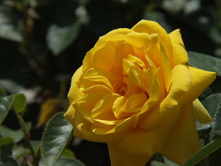 2008_05270042