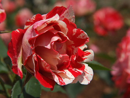 2008_05270050