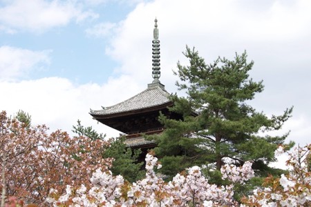 20180408 ブログ仁和寺4