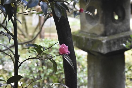 20180408ブログ竜安寺10