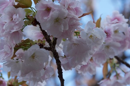 20180408 ブログ仁和寺5
