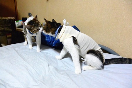 鼻挨拶で相手を確認にゃん！
