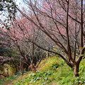 Photos: 山里の春