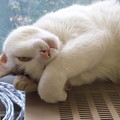 Photos: 暖かだニャ(^^)