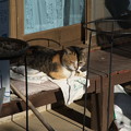 Photos: こちらを見ていますが・・・