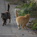 Photos: チャッピー・・・早く！！