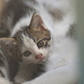 Photos: はじめて撮れた巴ちゃん