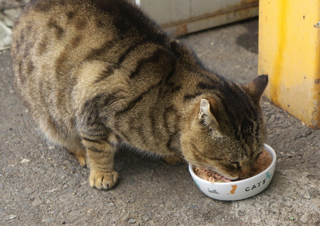毎日食べたいニャ