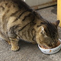 Photos: 毎日食べたいニャ