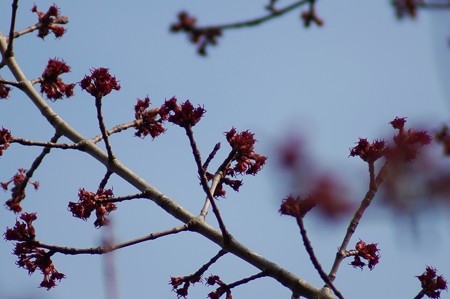 花の木（ハナノキ）